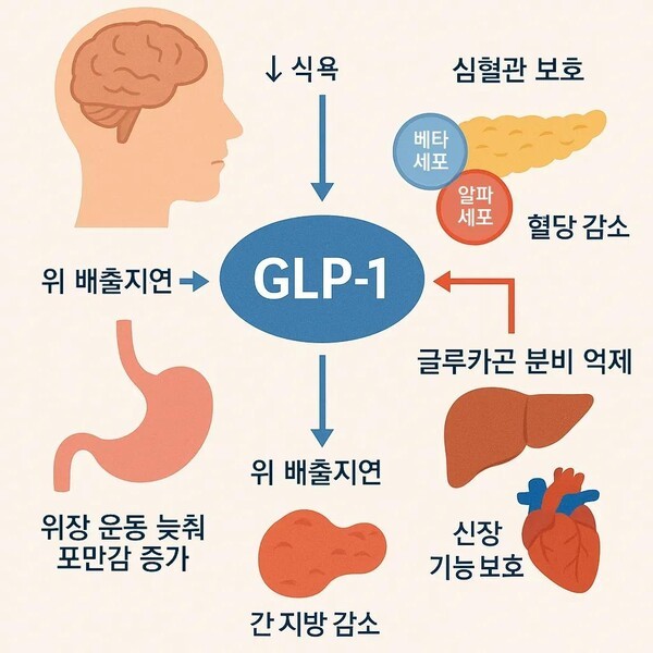 glp-1  ]GLP-1  :       | Bio >  ]  GLP-1  